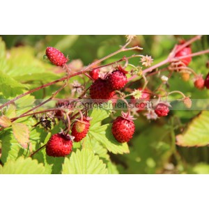 Plant potager : FRAISE des bois Reine des Vallées  (PIED Mère - non issu de stolon) (Le lot de 10)