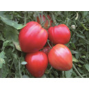 Plant potager : TOMATE Coeur de boeuf rouge  (à l'unité)