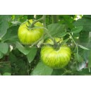 Plant potager : TOMATE Green Zebra  (Le lot de 6)