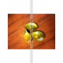 Plant potager : TOMATE Michael Pollan  (Le lot de 6)
