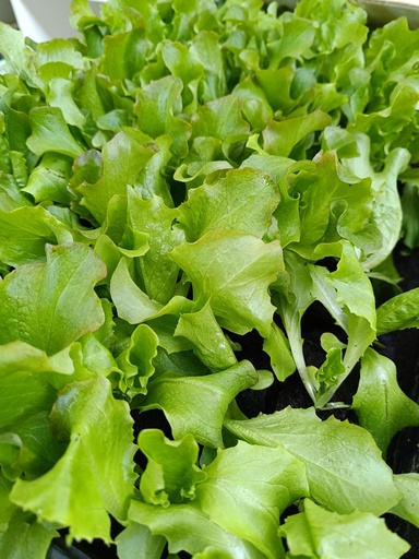Plant potager : LAITUE Grenobloise  (Le lot de 10)
