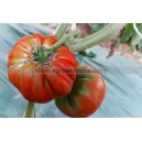 Plant potager : TOMATE Marmande  (Le lot de 10)