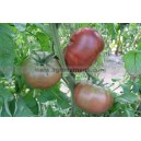 Plant potager : TOMATE Noire de Crimée  (Le lot de 10)