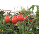 Plant potager : TOMATE Red Pearshaped  (Le lot de 10)