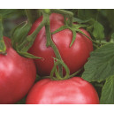Plant potager : TOMATE Rose de Berne  (Le lot de 10)