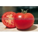 Plant potager : TOMATE Saint Pierre  (Le lot de 10)