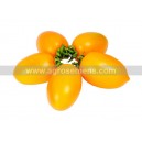 Plant potager : TOMATE Teton de Venus jaune  (Le lot de 10)