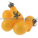 Plant potager : TOMATE Yellow Pearshaped  (Le lot de 10)
