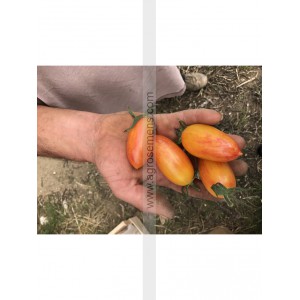 Plant potager : TOMATE  Blush  (Le lot de 10)