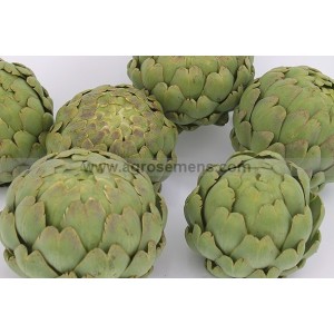 Plant potager : ARTICHAUT Impérial Star  (Le lot de 10)