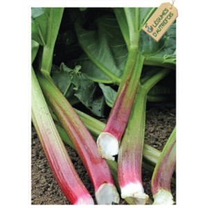 Plant potager : RHUBARBE Victoria  (Le lot de 10)